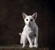 Восточная короткошерстная кошка