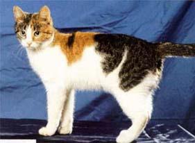 Европейская короткошерстная кошка