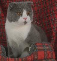 Шотландская вислоухая кошка (скоттиш-фолд)